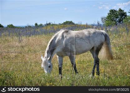 Grazing white horse in a grassland with blossom blueweed