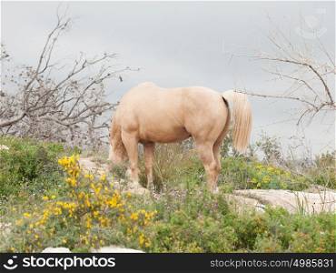 grazling palomino stallion. Half-wild horse. liberty, Israel
