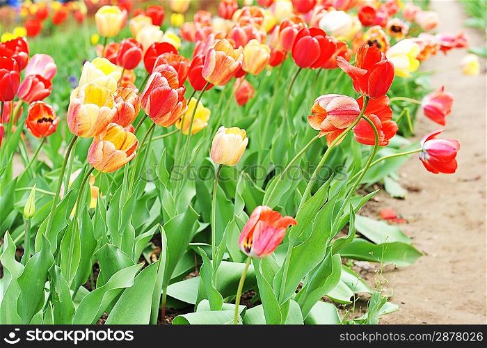 great amount of red and yellow tulips. tulips in typical landscape.