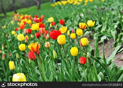 great amount of red and yellow tulips. tulips in typical landscape.