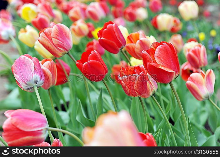 great amount of red tulips. tulips in typical landscape.