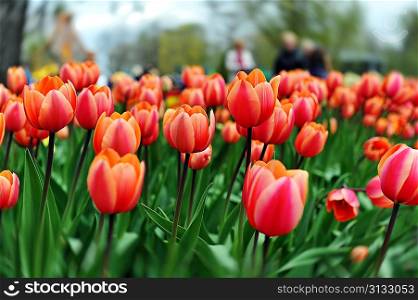 great amount of red tulips. tulips in typical landscape.