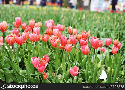 great amount of red tulips. tulips in typical landscape.