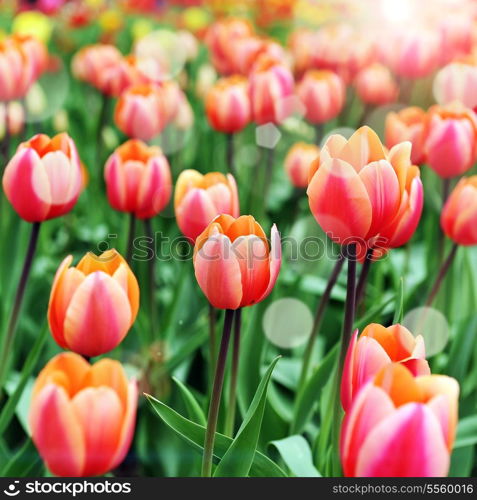 great amount of red tulips. tulips in typical landscape.