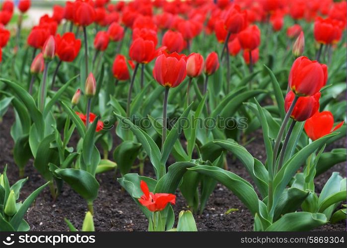 great amount of red tulips. tulips in typical landscape.