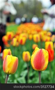 great amount of red - yellow tulips. tulips in typical landscape.