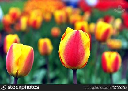 great amount of red - yellow tulips. tulips in typical landscape.