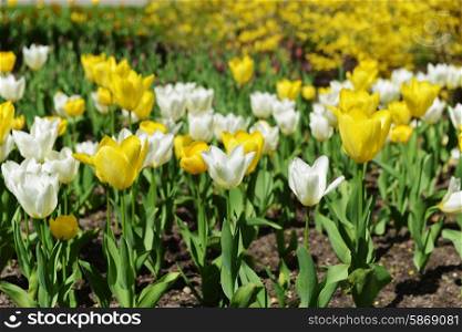 great amount of yellow and white tulips. tulips in typical landscape.