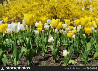 great amount of yellow and white tulips. tulips in typical landscape.
