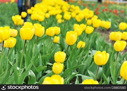great amount of yellow tulips. tulips in typical landscape.