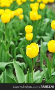 great amount of yellow tulips. tulips in typical landscape.