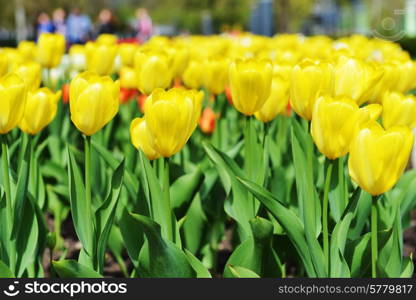 great amount of yellow tulips. tulips in typical landscape.