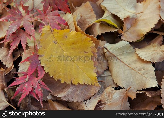 great background image of fallen fall or autumn leaves. autumn fall leaves