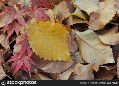 great background image of fallen fall or autumn leaves. autumn fall leaves