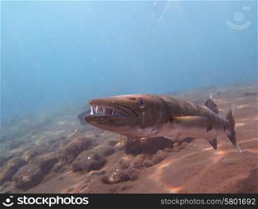 Great Barracuda fish in ocean Bali