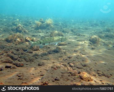 Great Barracuda fish in ocean Bali