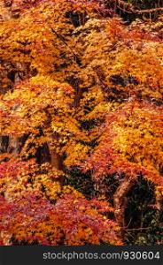 Great big beautiful vibrant colourful red orange yellow leaves foliage maple tree in autumn season in december - Yamagata, Japan