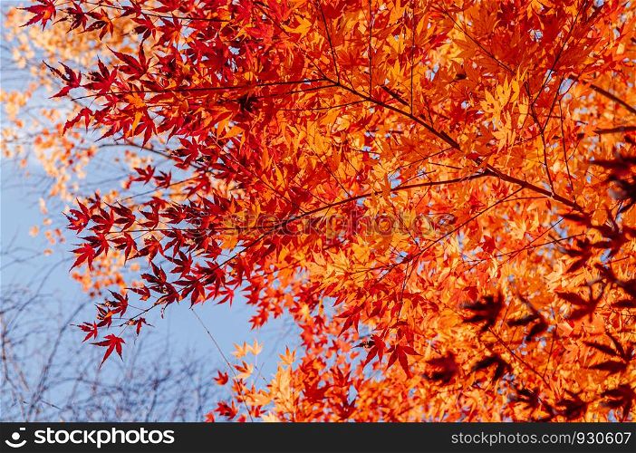 Great big beautiful vibrant colourful red orange yellow leaves foliage maple tree in autumn season in december - Yamagata, Japan