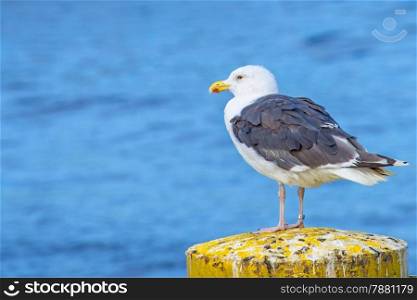 Great Black-backed gull Larus fuscus L.