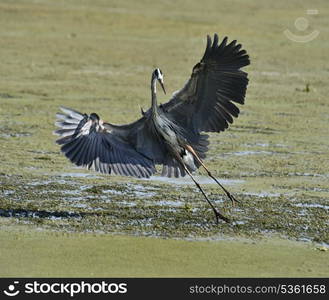 Great Blue Heron (Ardea herodias) Flying