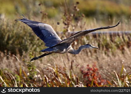 Great Blue Heron flying over Saskatchewan marsh