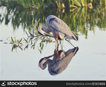 Great Blue Heron in a Lake with Reflection