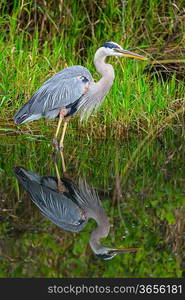 Great blue Heron in Everglades NP,Florida