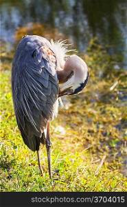 Great blue Heron in Everglades NP,Florida