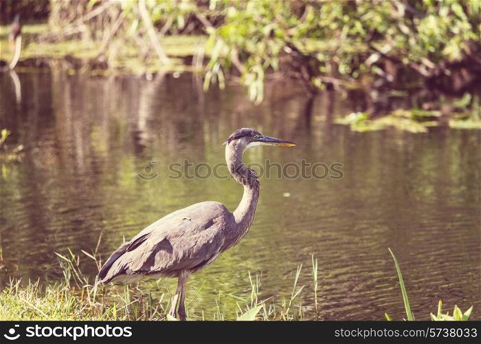 Great blue Heron in Everglades NP, Florida
