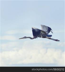 Great Blue Heron In Flight