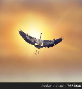 Great Blue Heron In Flight at sunset