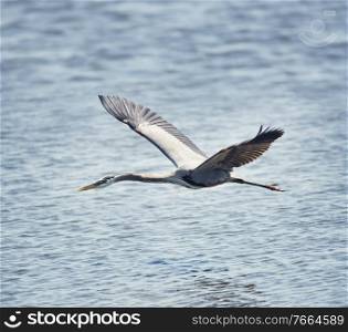 Great Blue Heron In Flight in Florida wetland