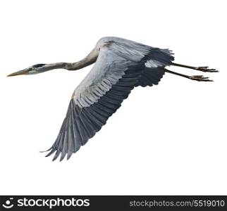 Great Blue Heron In Flight Isolated On White