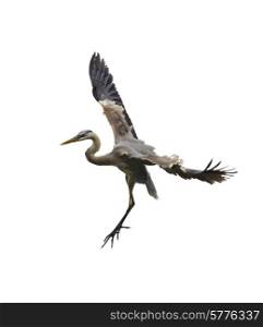 Great Blue Heron In Flight Isolated On White Background