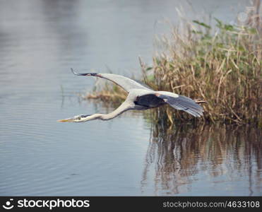 great blue heron in flight over Florida wetlands