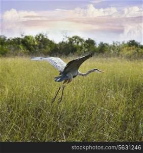 Great Blue Heron In Flight Over Wetland