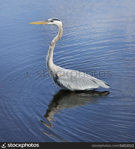 Great Blue Heron In Florida Wetlands