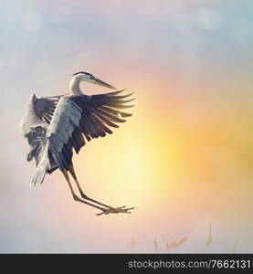 Great Blue Heron landing in Florida wetlands at sunset