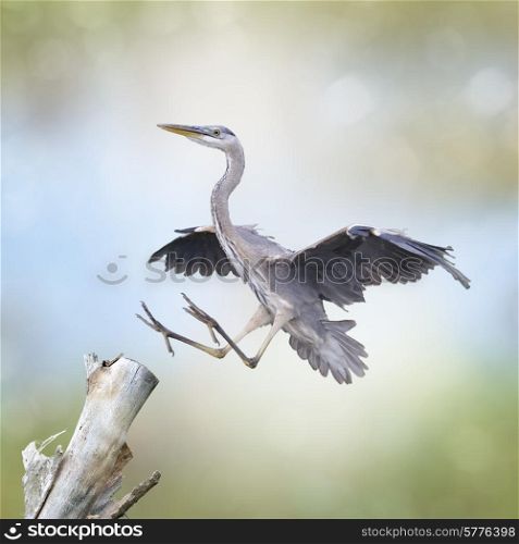 Great Blue Heron Landing On a Log