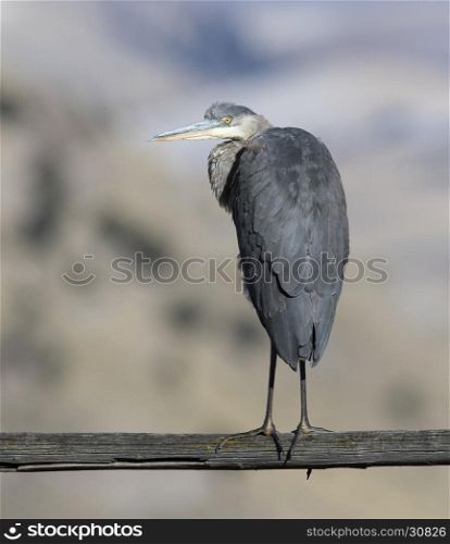 Great blue heron on wooden rail