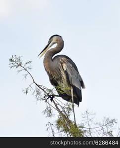 Great Blue Heron Perching Against A Sky