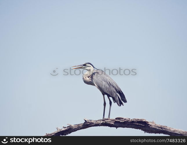 Great Blue Heron perching in Florida wetlands against a sky