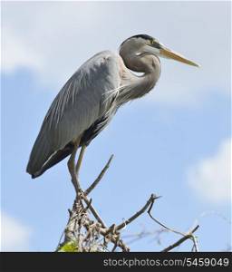 Great Blue Heron Perching On Tree Branches Against Blue Sky