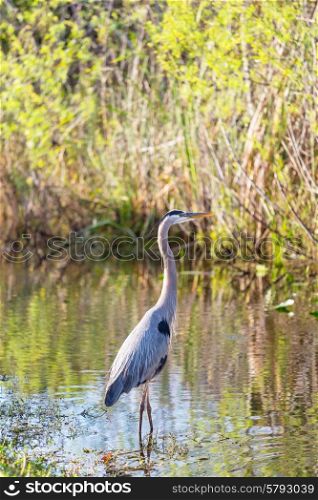great blue heron posing in florida wetland