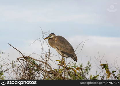 great blue heron posing in florida wetland