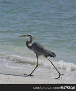 Great Blue Heron Walking In Florida Beach