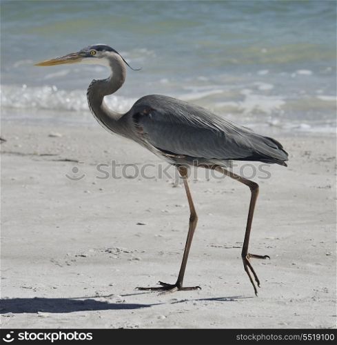 Great Blue Heron Walking On Florida Beach