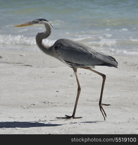 Great Blue Heron Walking On Florida Beach