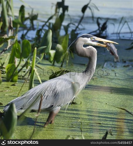 Great Blue Heron With A Fish