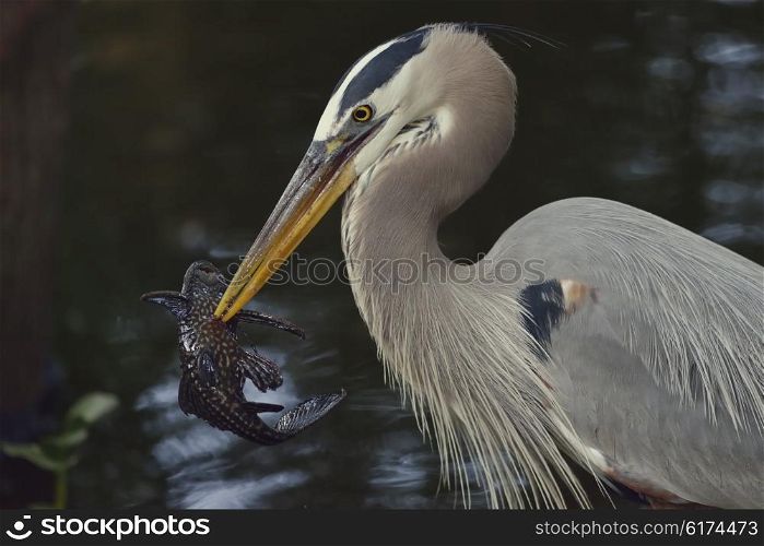 Great Blue Heron with a Fish